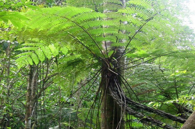 Sri Lanka, Sinharaja